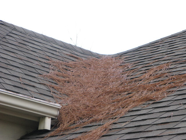 Pine needs collecting on shingle roof